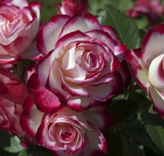 Sadnica Ruže Polianta Royal minueto