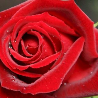 Ruža čajevka Josephina Bruche