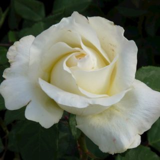 Ruža čajevka Pascali