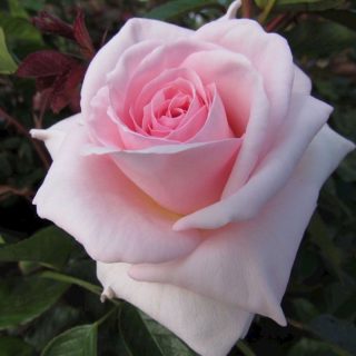 Ruža čajevka Charlie