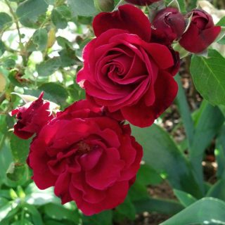 Ruža puzavica Don Juan