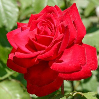 Ruža čajevka Jelica