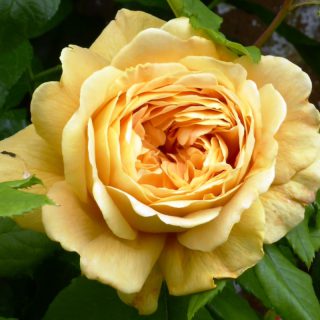Ruža polijanta Old Gold