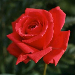 Ruža čajevka Red Dance