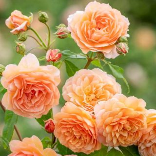 Ruža polijanta Punch Orange