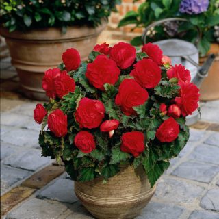 Begonia Double Red ( 3 lukovice )