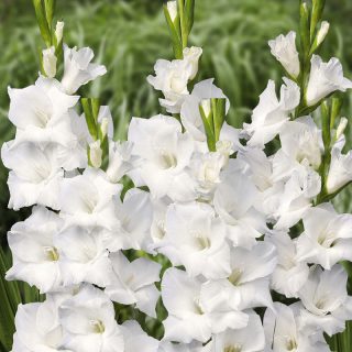 Gladiola White Prosperity ( 10 lukovica )