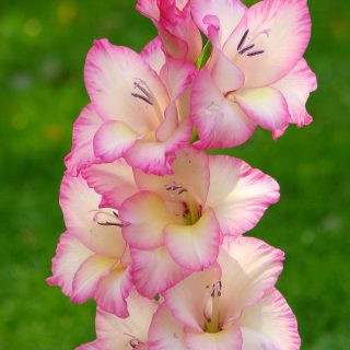 Gladiola Priscilla (10 lukovica )