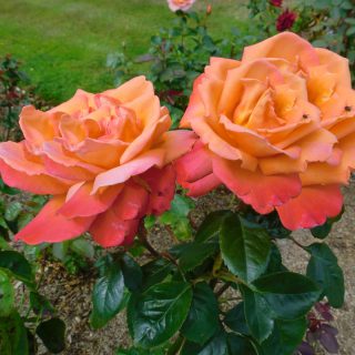 Ruža čajevka Orangeade